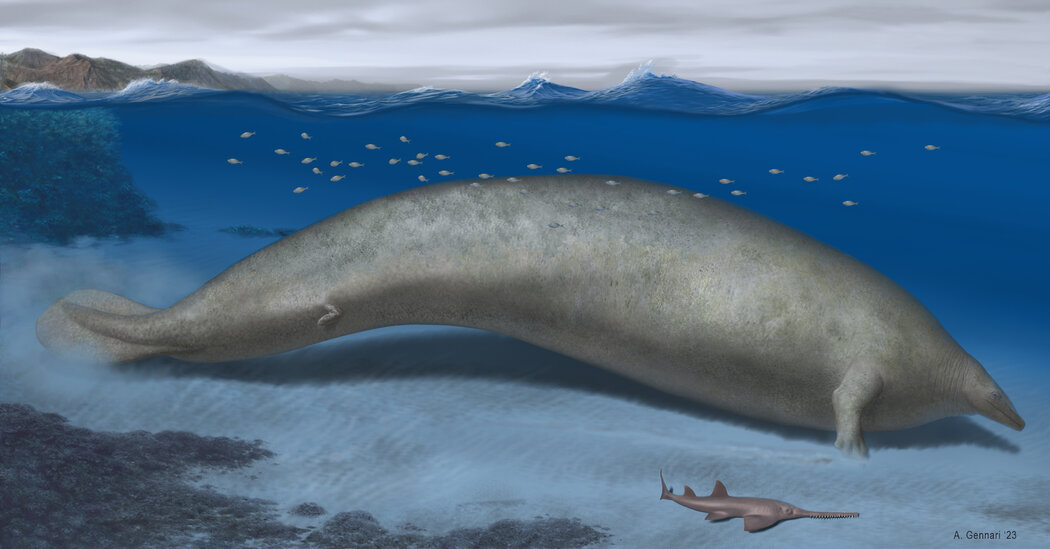 This Ancient Whale May Have Been the Heaviest Animal Ever
