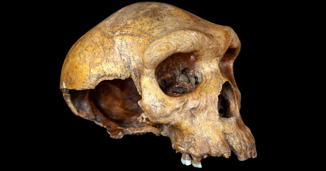 Humanity’s Ancestors Almost Did Not Survive, Genetic Study Suggests