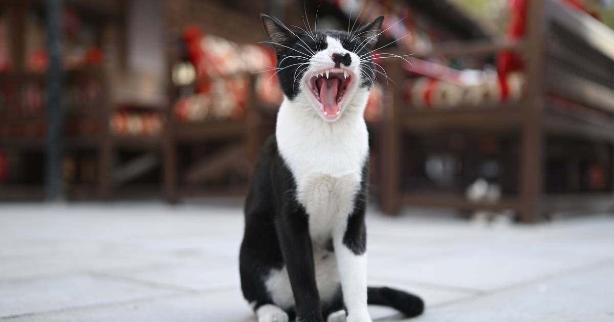 Harvard Health: Stomachs growl, noses run, and yawning is contagious: Ever wonder why?