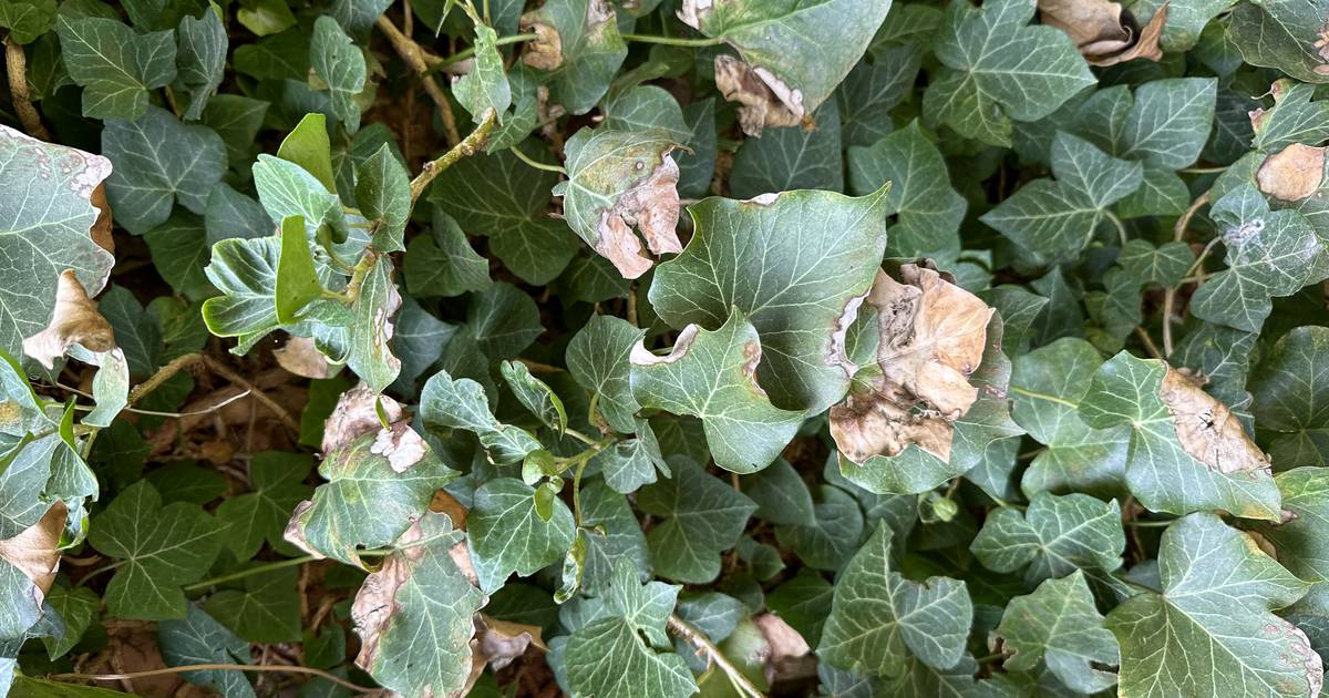 English ivy leaves turning yellow? Here’s what to do.