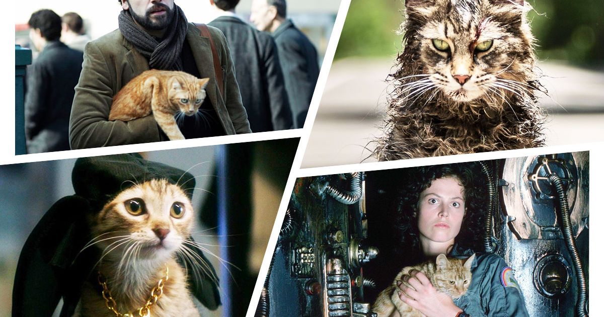 Famous Cat Performances in Movies, Ranked