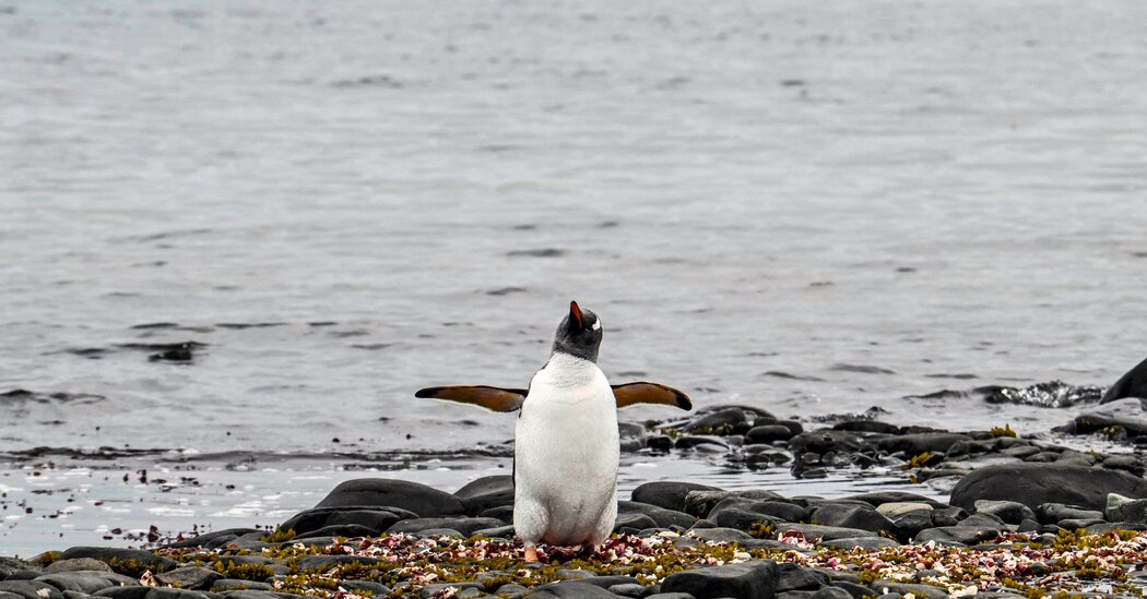First Bird Flu Deaths Reported In Antarctic Penguins