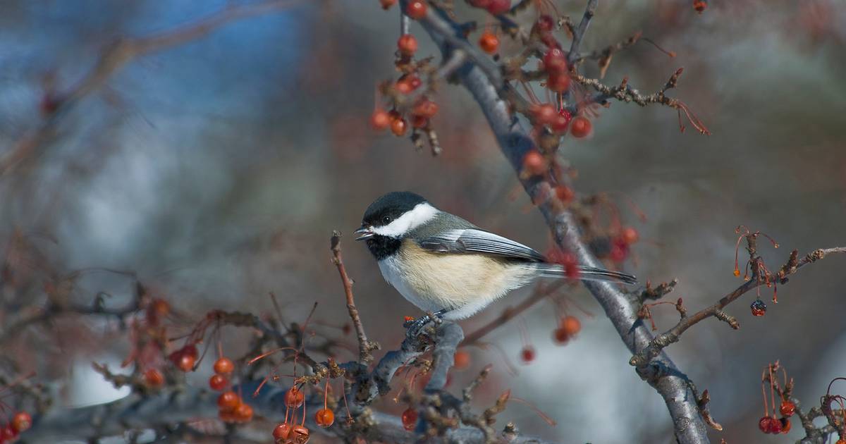 Embrace the beauty of bird watching in winter