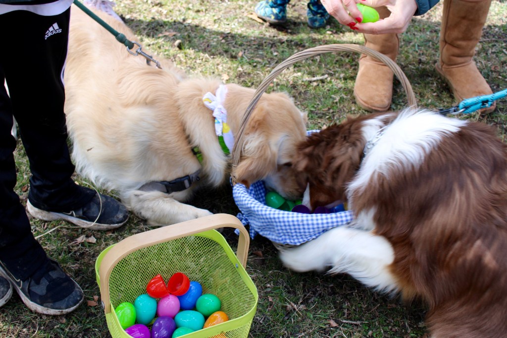 Dogs join in on the egg hunt at Winnetka Park District